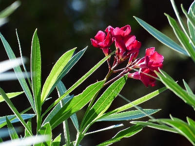 Grass blossom plant leaf Photo