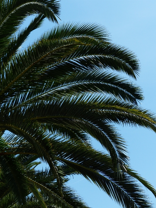 Tree branch plant sky