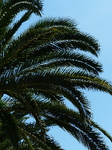 Tree branch plant sky Photo