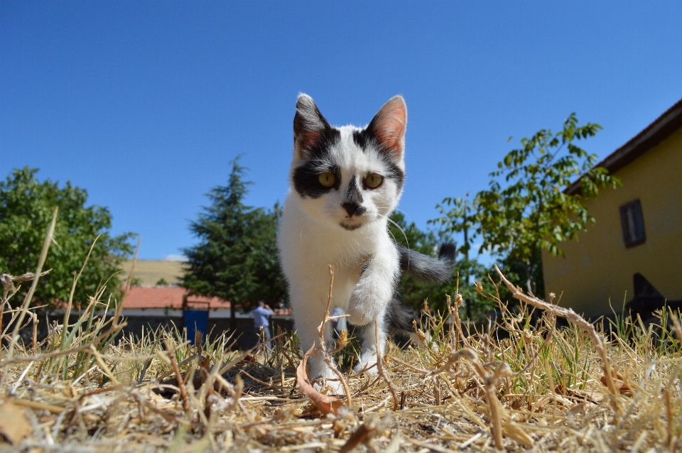 Natureza ar livre preto e branco
 gatinho