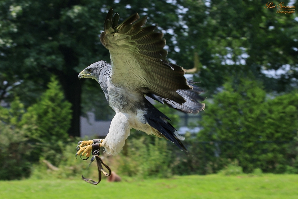 Natur vogel flügel tierwelt