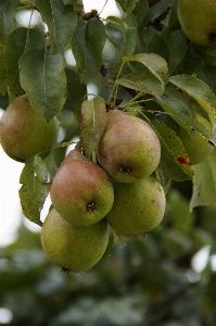 Apple tree branch plant Photo