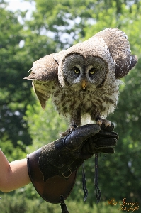 自然 鳥 野生動物 嘴 写真