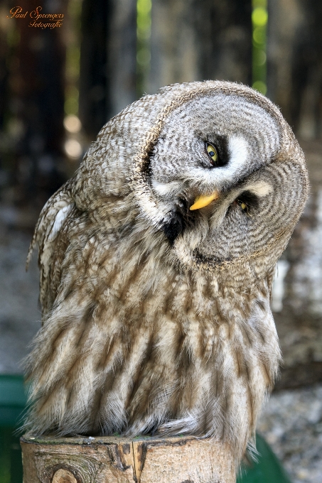 Natur vogel flügel tier