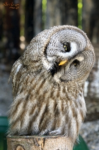 自然 鳥 羽 動物 写真