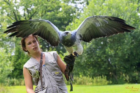 Nature bird wing wildlife Photo