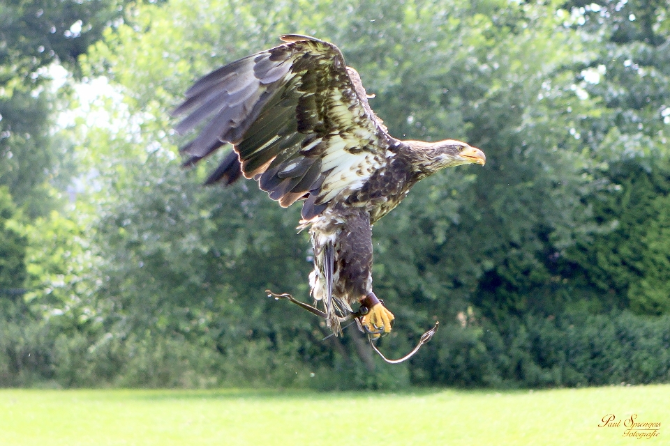 Nature oiseau faune aigle