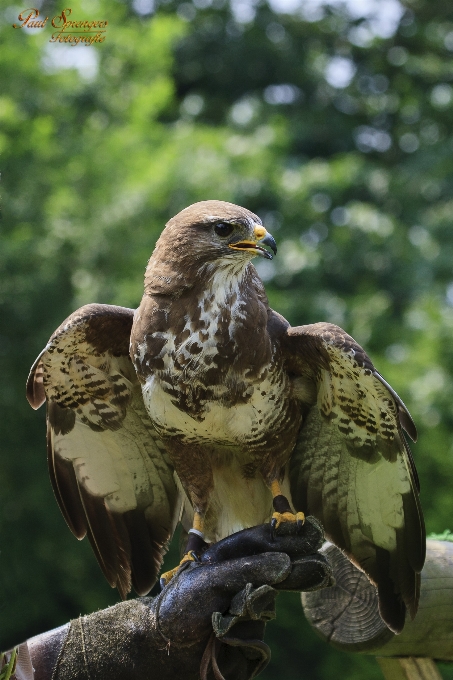 Natureza pássaro animais selvagens bico