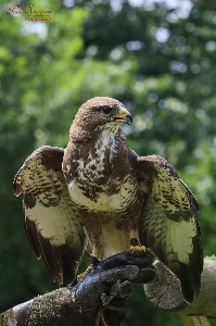 Foto Naturaleza pájaro fauna silvestre pico