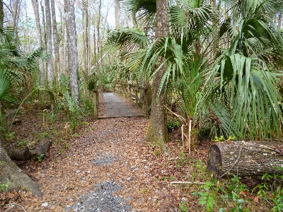 Tree nature forest path Photo