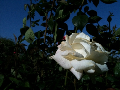 Nature plant sky white Photo