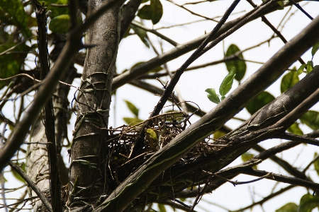 Tree nature branch bird Photo