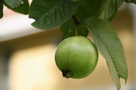 木 ブランチ 植物 フルーツ 写真