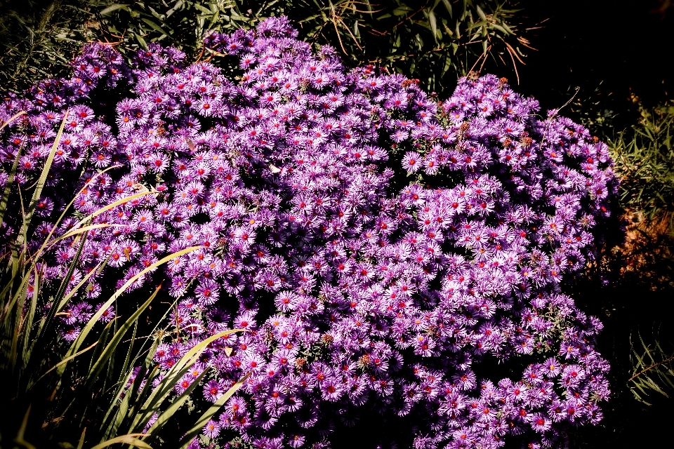 Outdoor blossom plant lawn