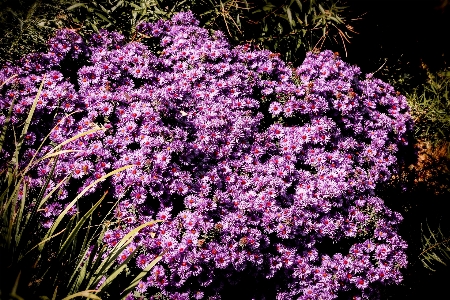 Outdoor blossom plant lawn Photo