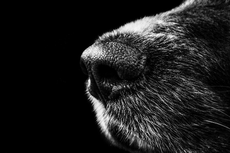 Foto Bianco e nero
 fotografia cane