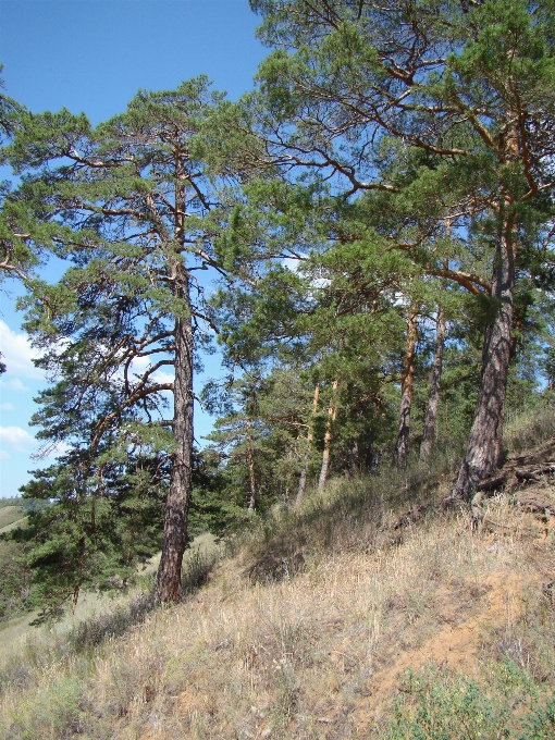 Baum wald wildnis
 anlage