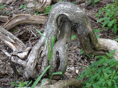 木 森 草 植物 写真