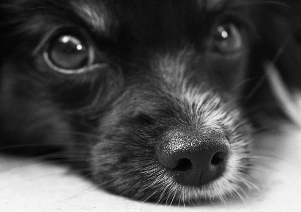 Bianco e nero
 capelli cucciolo cane