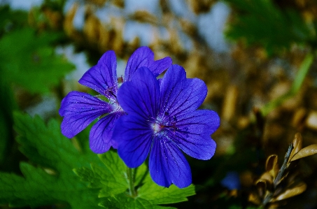 Nature blossom plant field Photo