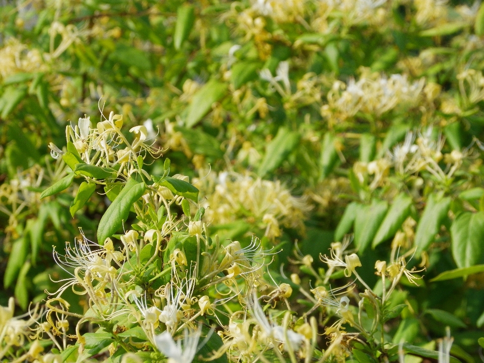 Tree grass blossom plant