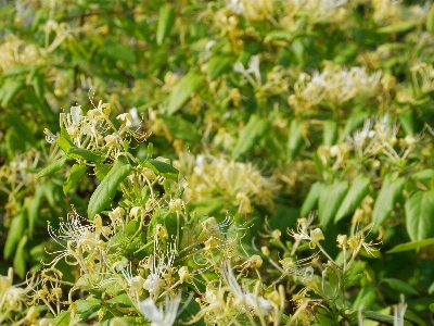 Tree grass blossom plant Photo