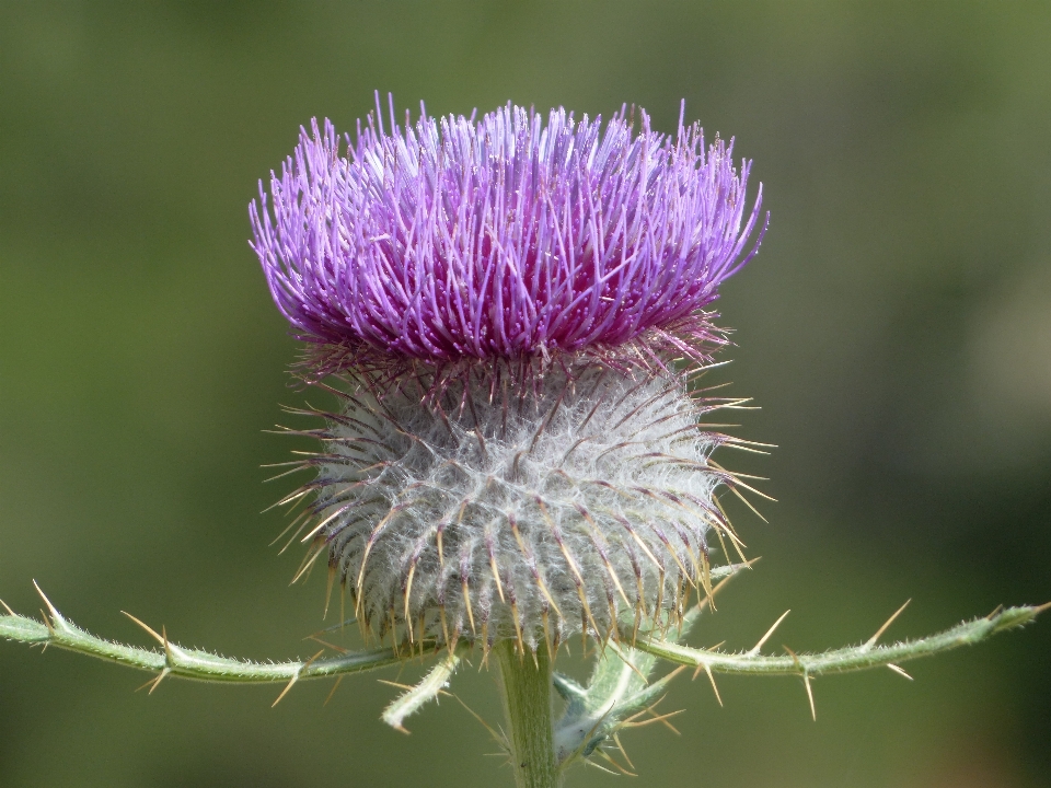 Natur gras blüte stachelig
