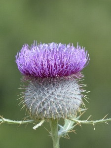 Nature grass blossom prickly Photo