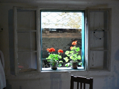 Foto Casa fiore finestra parete