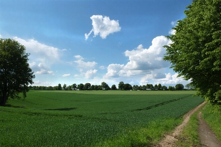 Landscape tree grass cloud Photo