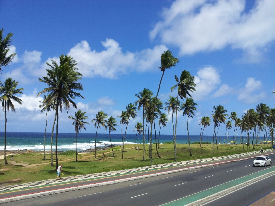 Playa mar costa árbol