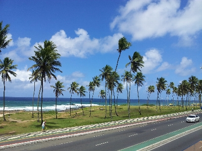 Beach sea coast tree Photo