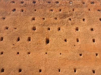 Sand bird wood texture Photo