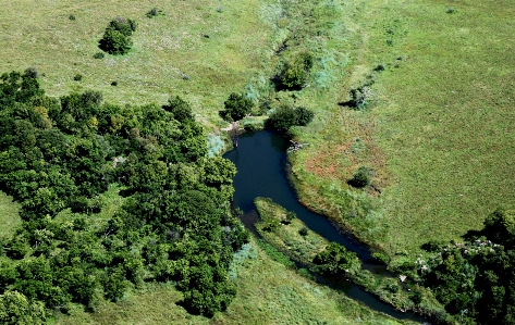 Water nature forest grass Photo