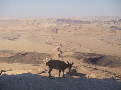 Landscape sand wilderness desert Photo