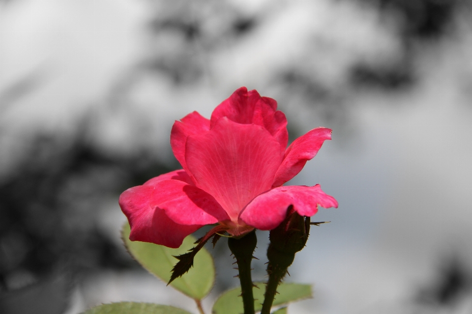 Nature blossom growth plant