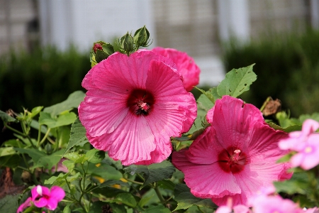 Blossom growth plant stem Photo