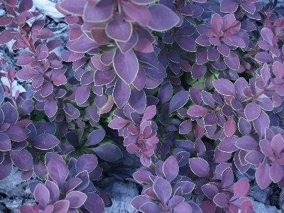 Branch blossom plant leaf Photo