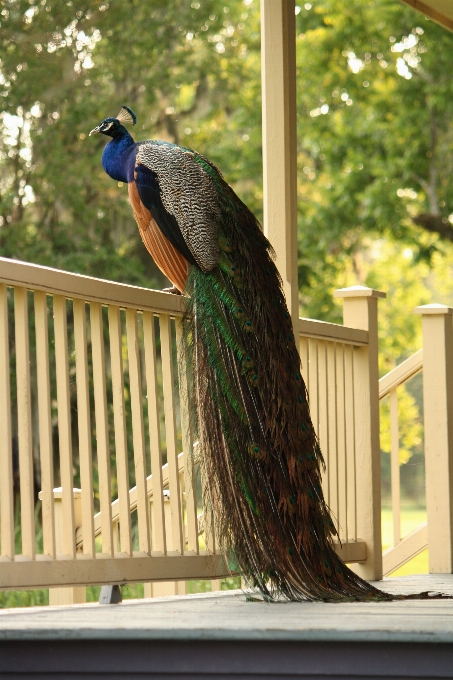 Alam burung satwa beranda
