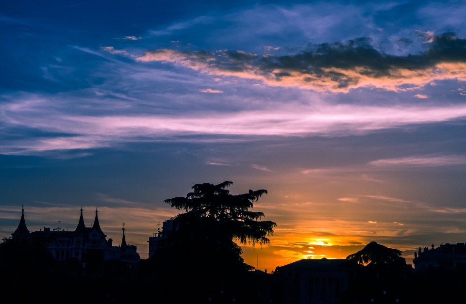 Paysage arbre horizon lumière