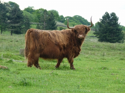 Grass outdoor field farm Photo