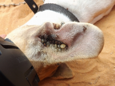 Cat mammal nap close up Photo