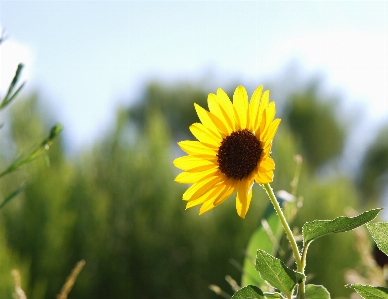 Nature grass plant sky Photo