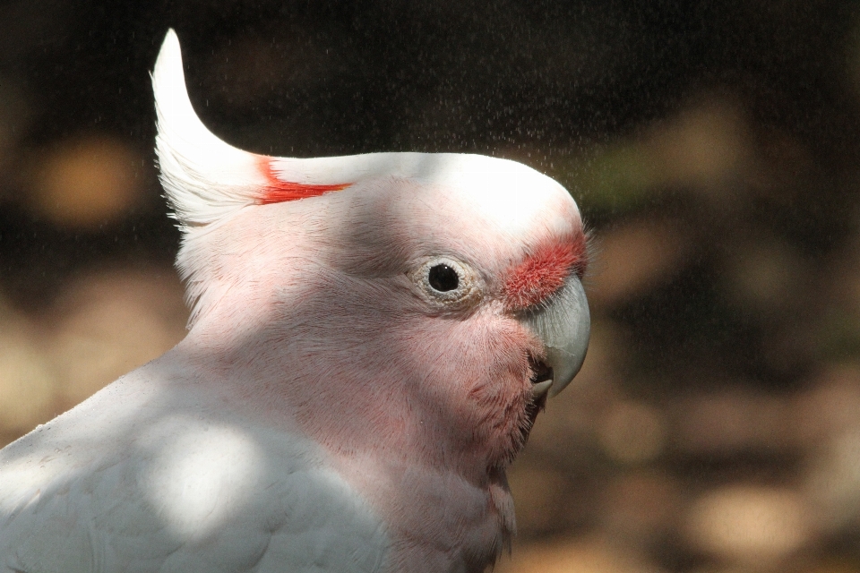 Nature oiseau aile le bec