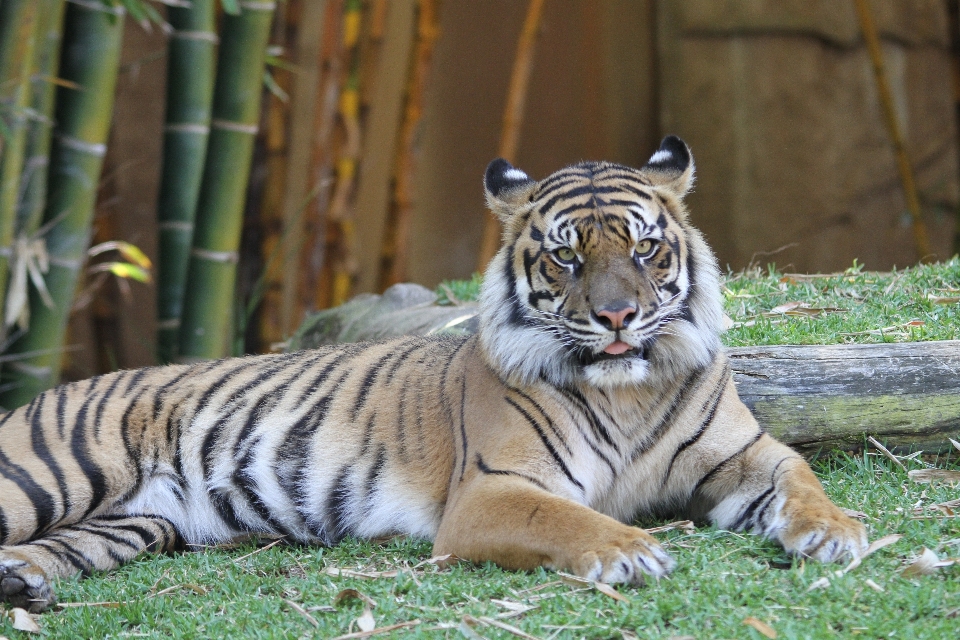 Faune zoo chat mammifère