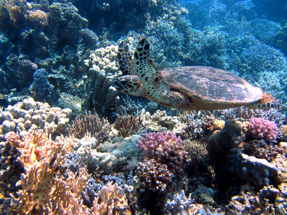 море океан дайвинг под водой