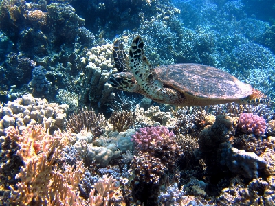 Sea ocean diving underwater Photo