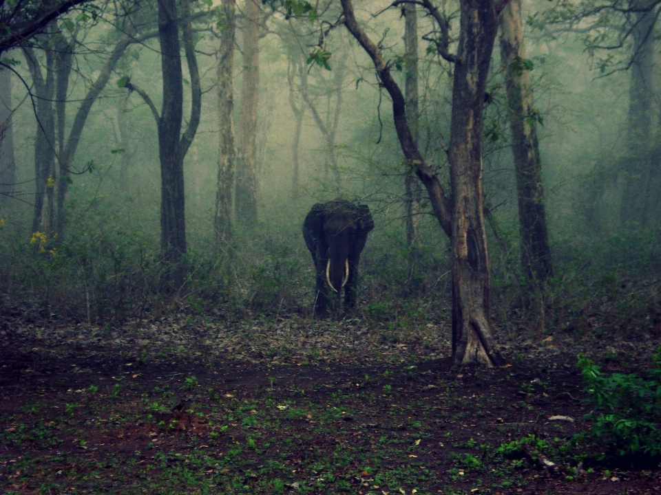 Baum wald wildnis
 nebel