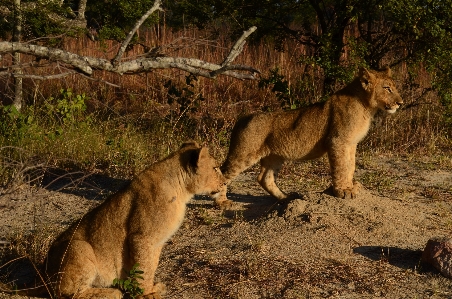 Animal cute wildlife bush Photo