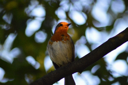 Nature branch bird flower Photo